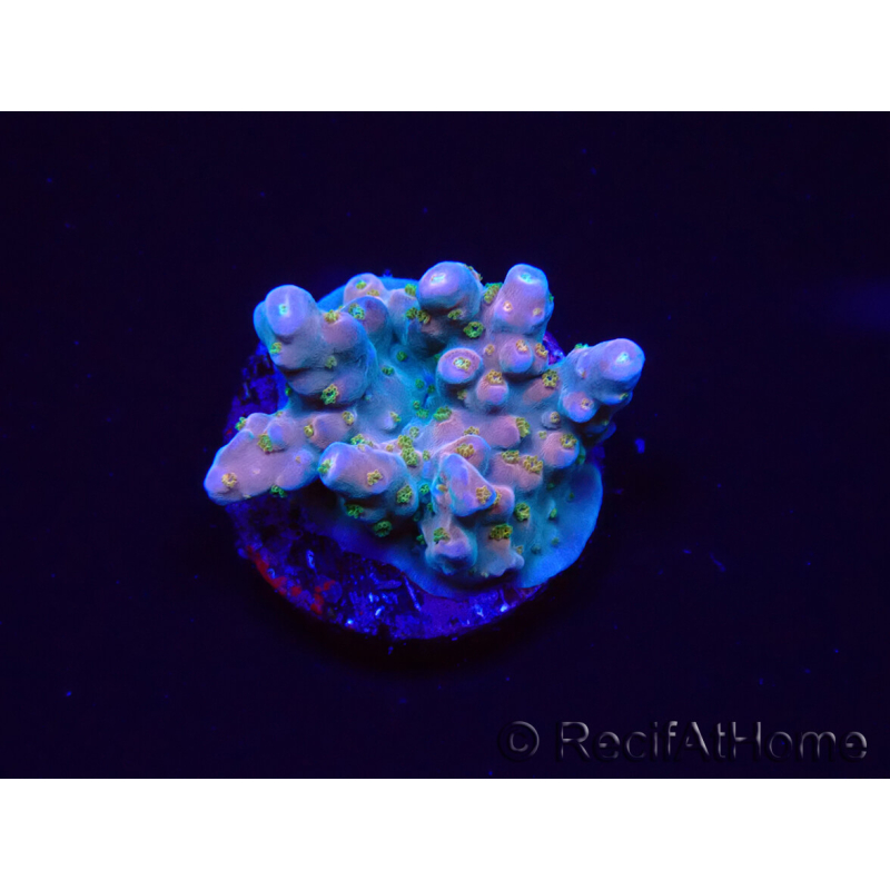 WYSIWYG RAH Acropora donei Hot Shot 5S9