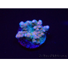 WYSIWYG RAH Acropora donei Hot Shot 5S9
