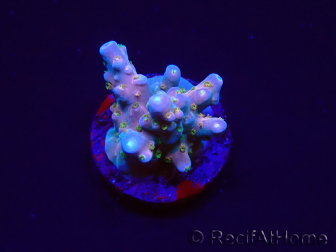 WYSIWYG RAH Acropora donei Hot Shot