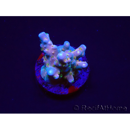WYSIWYG RAH Acropora donei Hot Shot