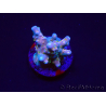 WYSIWYG RAH Acropora donei Hot Shot 5S10