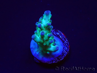WYSIWYG ORA Acropora Pearlberry