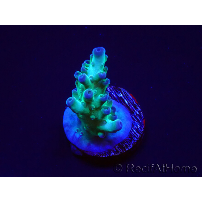 WYSIWYG ORA Acropora Pearlberry 5T5