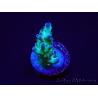 WYSIWYG ORA Acropora Pearlberry 5T5