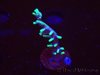 WYSIWYG RAH Acropora carduus Black Dragon