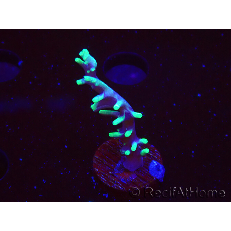 WYSIWYG RAH Acropora carduus Black Dragon 5W6