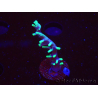 WYSIWYG RAH Acropora carduus Black Dragon 5W6