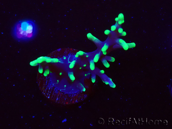 WYSIWYG RAH Acropora carduus Black Dragon