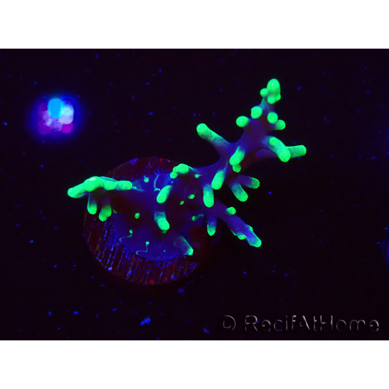 WYSIWYG RAH Acropora carduus Dragón Negro