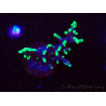 WYSIWYG RAH Acropora carduus Black Dragon 5W7