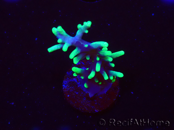 WYSIWYG RAH Acropora carduus Black Dragon 5W8
