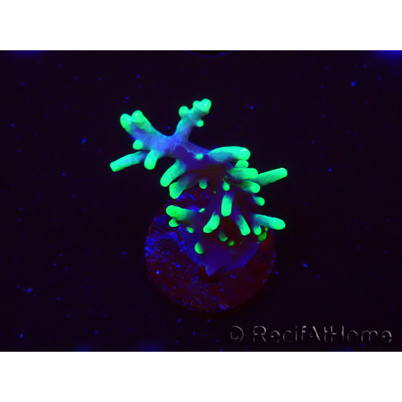 WYSIWYG RAH Acropora carduus Black Dragon 5W8