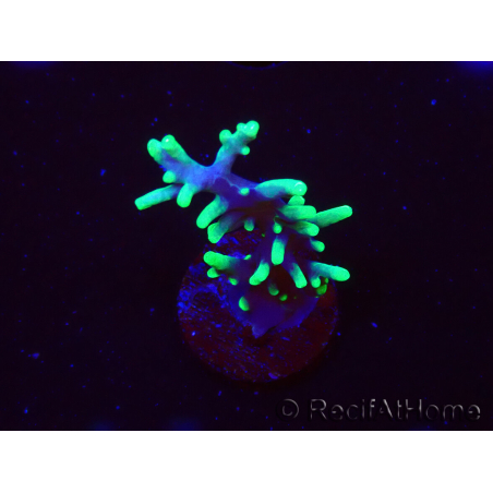 WYSIWYG RAH Acropora carduus Black Dragon 5W8