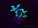WYSIWYG RAH Acropora carduus Black Dragon 5W8
