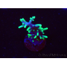 WYSIWYG RAH Acropora carduus Black Dragon 5W8