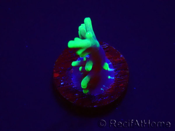 WYSIWYG RAH Acropora carduus Black Dragon 5W9