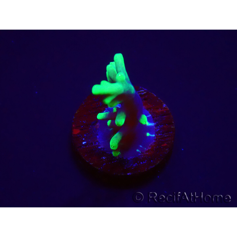 WYSIWYG RAH Acropora carduus Black Dragon