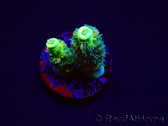WYSIWYG RR Acropora tenuis Bananarama