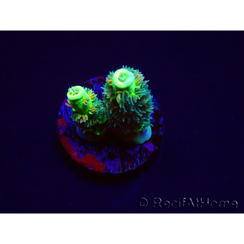 WYSIWYG RR Acropora tenuis Bananarama