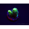 WYSIWYG RR Acropora tenuis Bananarama 5V10