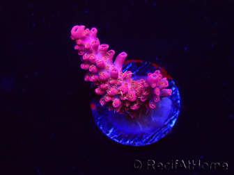 WYSIWYG RAH Acropora Flamingo Fury 5N7