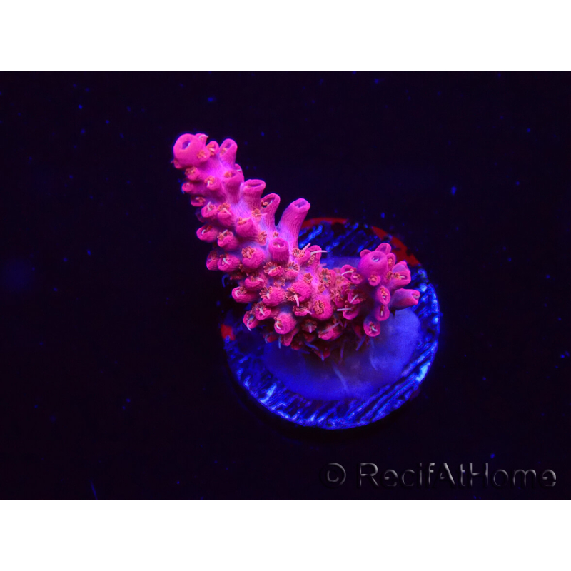 WYSIWYG RAH Acropora Flamingo Fury 5N7