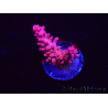 WYSIWYG RAH Acropora Flamingo Fury