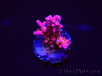 WYSIWYG RAH Acropora Flamingo Fury