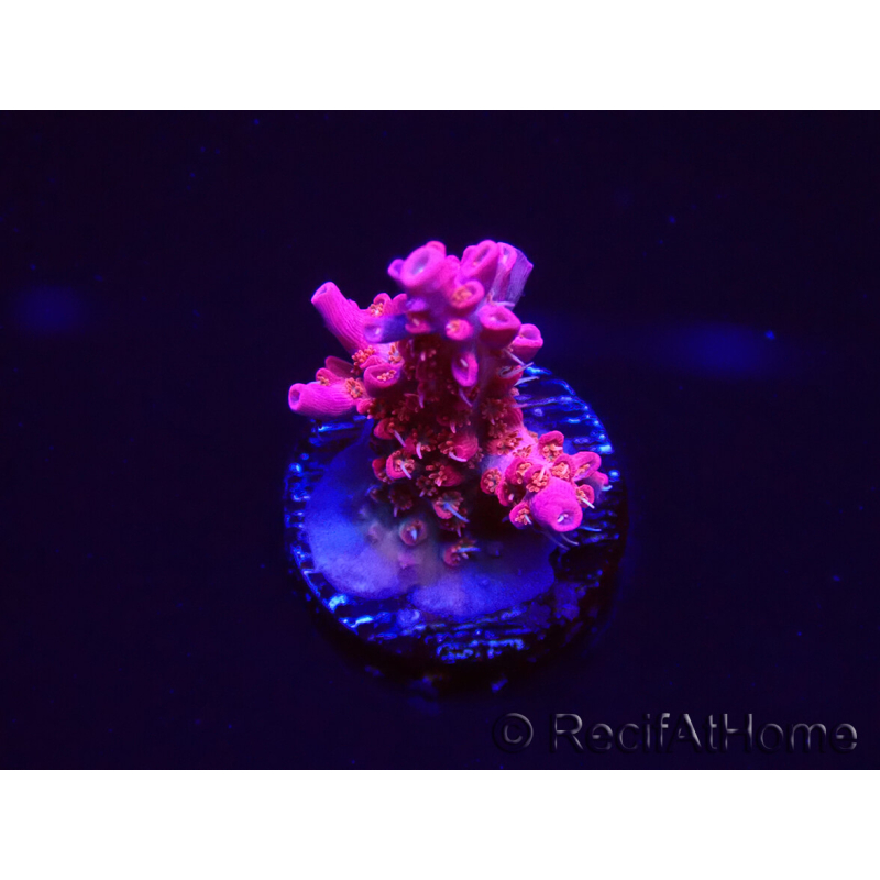 WYSIWYG RAH Acropora Flamingo Fury 5N8