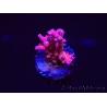 WYSIWYG RAH Acropora Flamingo Fury