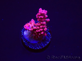 WYSIWYG RAH Acropora Flamingo Fury 5N9