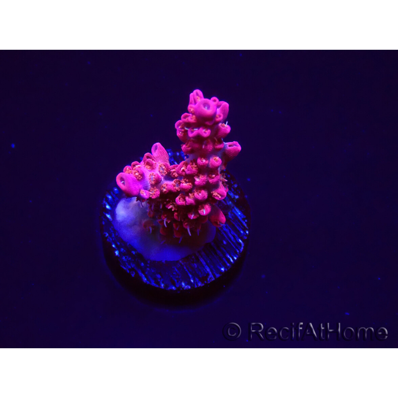 WYSIWYG RAH Acropora Flamingo Fury 5N9