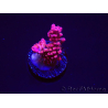 WYSIWYG RAH Acropora Flamingo Fury 5N9