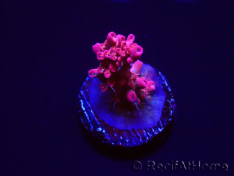 WYSIWYG RAH Acropora Flamingo Fury