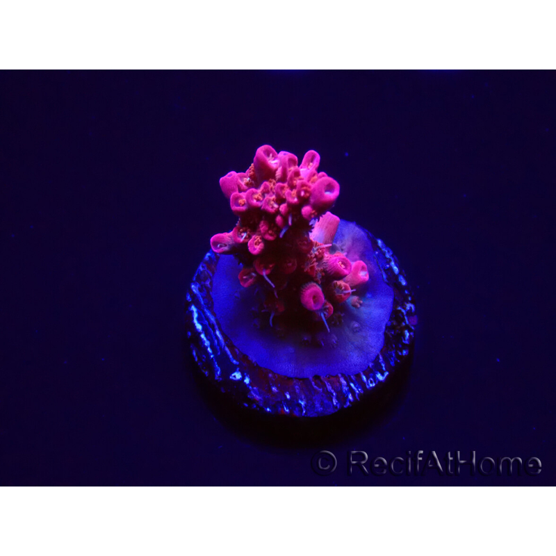 WYSIWYG RAH Acropora Flamingo Fury