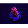 WYSIWYG RAH Acropora Flamingo Fury 5N10
