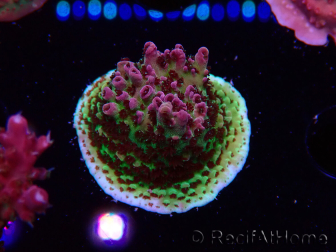 WYSIWYG RAH Acropora hyacinthus Pink Planet 5B6
