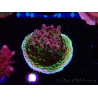 WYSIWYG RAH Acropora hyacinthus Pink Planet 5B6