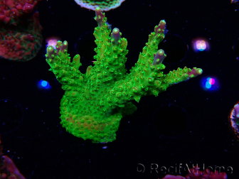 WYSIWYG MH Acropora natalensis