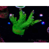 WYSIWYG MH Acropora natalensis