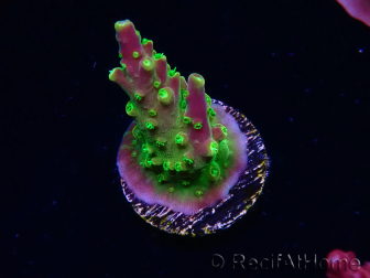 WYSIWYG MH Acropora natalensis 5C5