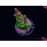 WYSIWYG MH Acropora natalensis