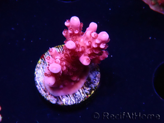 WYSIWYG RAH Acropora ballerina 5C6