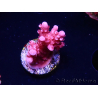 WYSIWYG RAH Acropora ballerina
