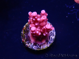 WYSIWYG RAH Acropora ballerina 5C7