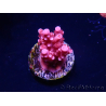 WYSIWYG RAH Acropora ballerina 5C7