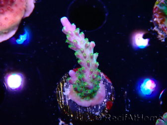WYSIWYG RAH Acropora Blue Lagoon 5E1