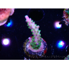 WYSIWYG RAH Acropora Blue Lagoon 5E1
