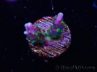 WYSIWYG RAH Acropora Blue Lagoon