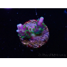 WYSIWYG RAH Acropora Blue Lagoon